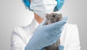 El rol del INTA en la protección de animales de laboratorio