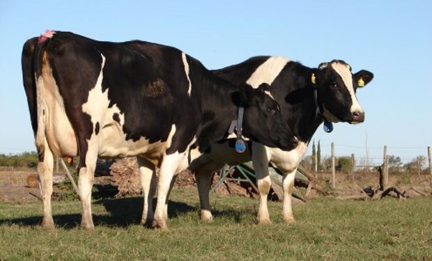 La mastitis provoca pérdidas de hasta un 10 % en la producción.