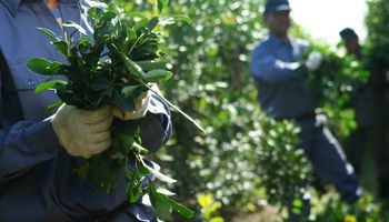 Yerba mate: Argentina conquista China con su primer embarque y abre un mercado clave de millones de consumidores