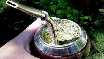 Premian un estudio sobre el efecto de la yerba mate en los huesos