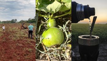 De estudiar juntos a vender más de 600 mates por mes y hasta desarrollar calabazas especiales para mate