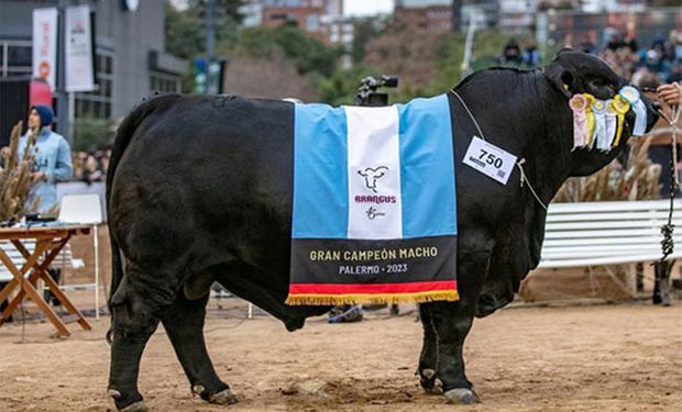 Argentina fue campeona del mundo en el certamen de Brangus