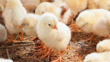 Brasil abre mercado para exportar material genético avícola ao México