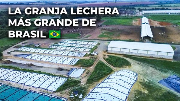 mega tambo colorado brasil