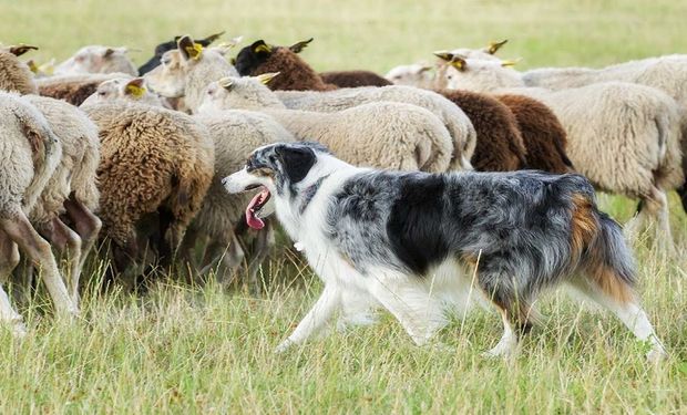 El kelpie australiano es muy usado en el sur con las majadas de ovejas a los largo de grande distancias.