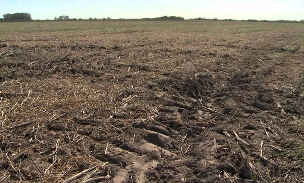 ¿Metemos cuchillo? El enemigo silencioso que se lleva hasta un 15% de los rindes