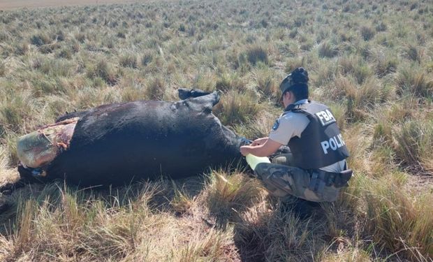 Inseguridad rural: robaron un campo, faenaron animales y los detuvieron cuando escapaban en una moto y una bicicleta