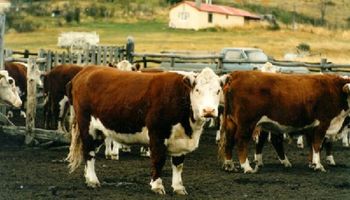 Dueño de Ilolay invierte en un megaproyecto ganadero en Neuquén