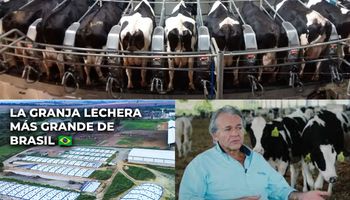 Tienen hasta cama para las vacas: el tambo más grande de Brasil produce 100.000 litros de leche por día y es referente en tecnología