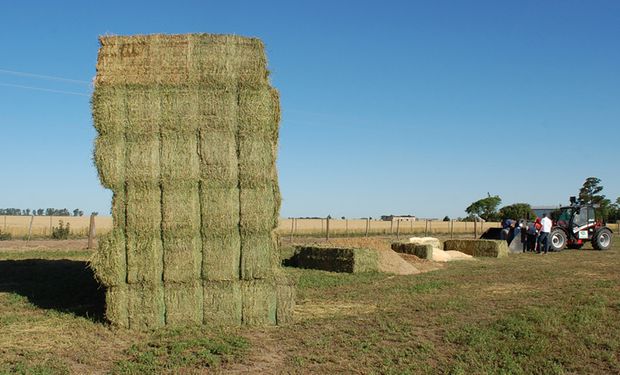 Jujuy busca posicionarse en la exportación de alfalfa 