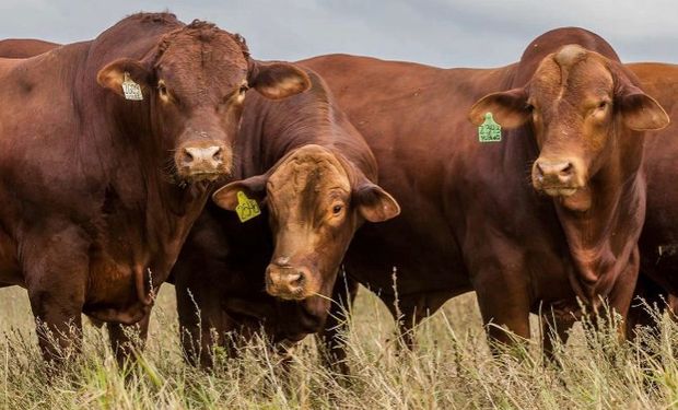 Mejoramiento genético animal en la Argentina.