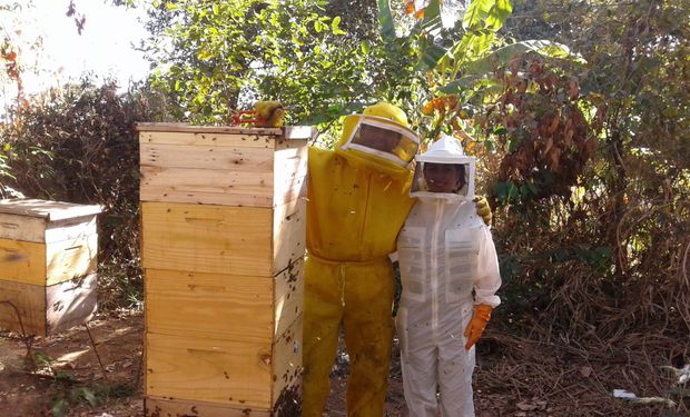 Curioso sobre os ganhos comerciais da apicultura? Descubra o doce