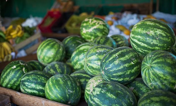 Preço da melancia caiu até 65% em agosto (Foto: CNA)