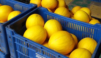 Brasil e China selam parceria para impulsionar frutas brasileiras no mercado chinês