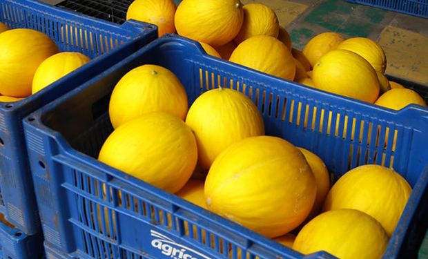 Brasil e China selam parceria para impulsionar frutas brasileiras no mercado chinês
