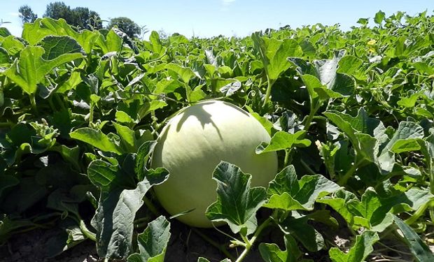 Por sequía y granizo, declaran emergencia agrícola en Formosa para las producciones de sandias, zapallos y melones