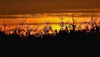 Trigo, soja y maíz: fuerte ajuste en el mercado y presión por las señales del Gobierno