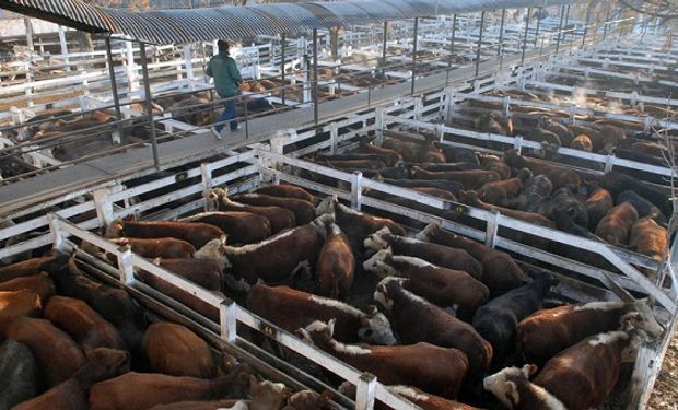 El incremento en el valor de la hacienda comenzó a trasladarse a las carnicerías