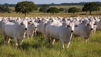 Mercado do boi gordo desacelera e setor avalia impactos de conflito no Oriente Médio