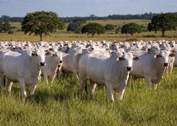 Mercado do boi gordo desacelera e setor avalia impactos de conflito no Oriente Médio