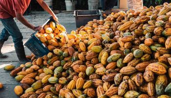 Mercado de cacau inicia 2026 volátil com pressão de clima e fatores técnicos