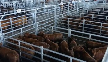 La vaca sube en Cañuelas, en una semana corta que dejó hasta $360 por conjuntos regulares