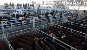 Aumento de los precios: la menor oferta de novillitos y la menor faena presionan sobre la ganadería