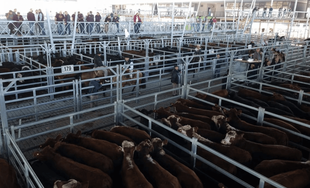 Aumento de los precios: la menor oferta de novillitos y la menor faena presionan sobre la ganadería