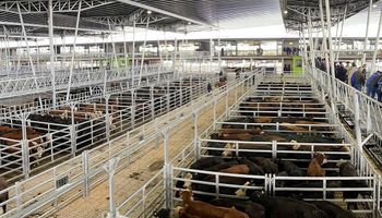 Cañuelas recibió 10.477 animales para inaugurar el traslado definitivo del mercado ganadero