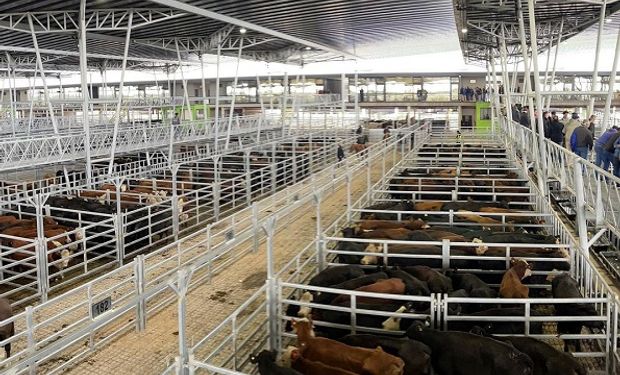 Cañuelas recibió 10.477 animales para inaugurar el traslado definitivo del mercado ganadero