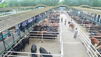 Destacada calidad en una nueva subasta especial en Rosario