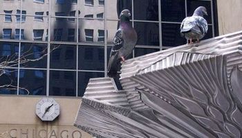 De cara al USDA, Chicago opera mixto