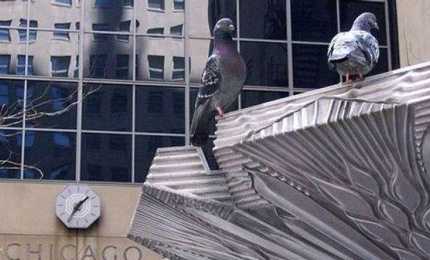 De cara al USDA, Chicago opera mixto