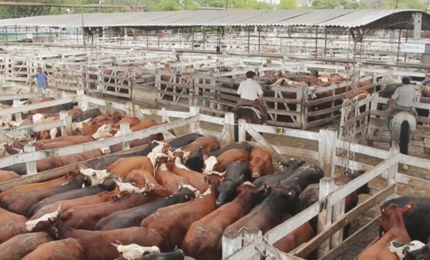 Liniers: la demanda exportadora generó que vacas y toros tengan valores en alza