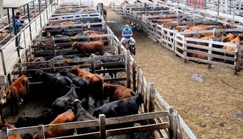 Liniers: la vaca subió 10 pesos ante la inminente reapertura de las exportaciones