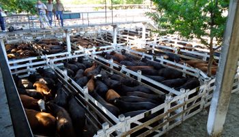 Firmeza para las haciendas especiales