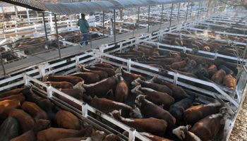 Liniers: cayó la oferta de animales y la demanda fue selectiva