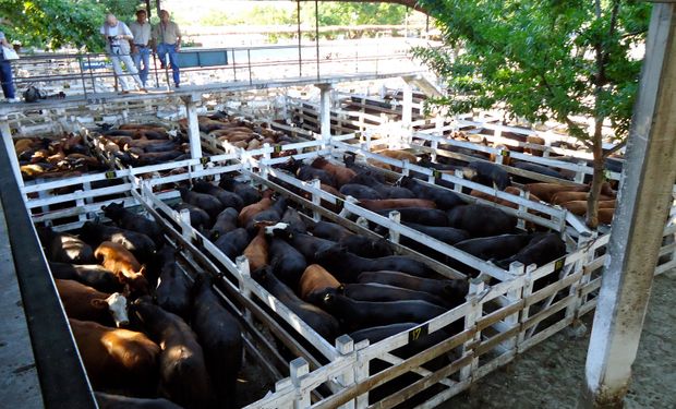 Interés, agilidad y firmeza por lotes de vacas