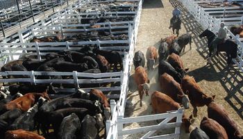 Subas en lotes de vacas