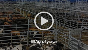Mercado de Cañuelas: las vacas se subastaron con saldo positivo