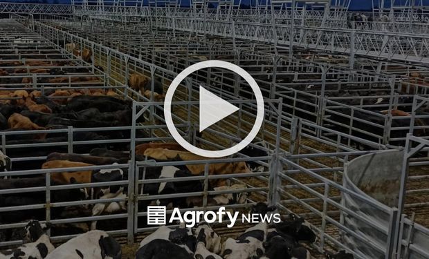 El Mercado de Cañuelas operó con 6.656 animales