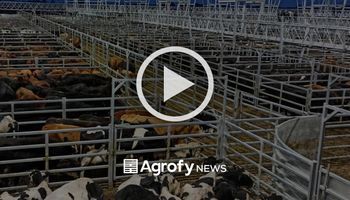Cañuelas: los lotes de consumo liviano se vendieron con agilidad y hubo una ganancia de  4% por kilo vivo