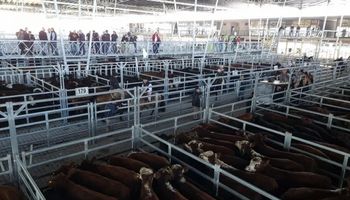 Subas en Cañuelas y presión sobre la carne: el mercado a cerró la semana con máximos de $ 670