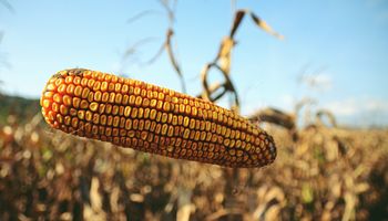 Soja, trigo y maíz: el informe que puede cambiar la tendencia del mercado
