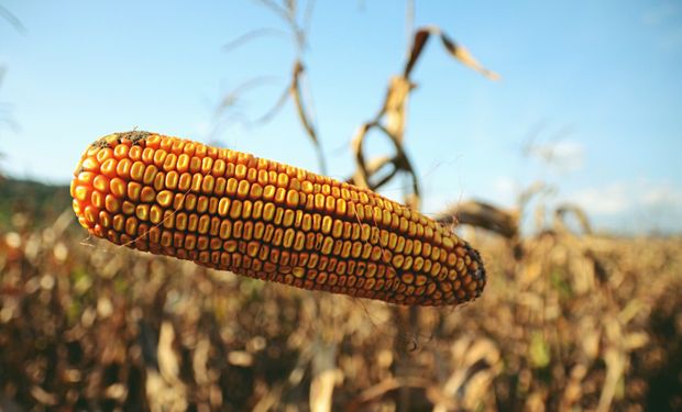 Los tres datos que dejaron importantes subas para soja, trigo y maíz