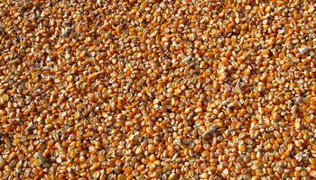 El lunes se conocerá un informe que podría impactar sobre el precio del maíz y la soja
