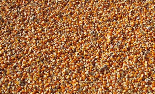 El lunes se conocerá un informe que podría impactar sobre el precio del maíz y la soja