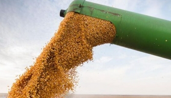 Subió el precio del maíz, pero cayeron el de la soja y el trigo en Chicago
