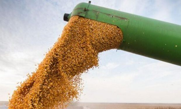 Subió el precio del maíz, pero cayeron el de la soja y el trigo en Chicago