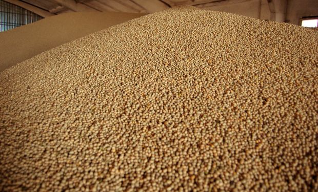Caen soja y maíz tras las fuertes subas: expectativa por un informe clave